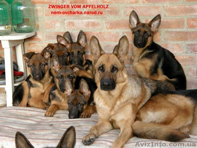 Немецкая овчарка щенки - <ro>Изображение</ro><ru>Изображение</ru> #1, <ru>Объявление</ru> #3698