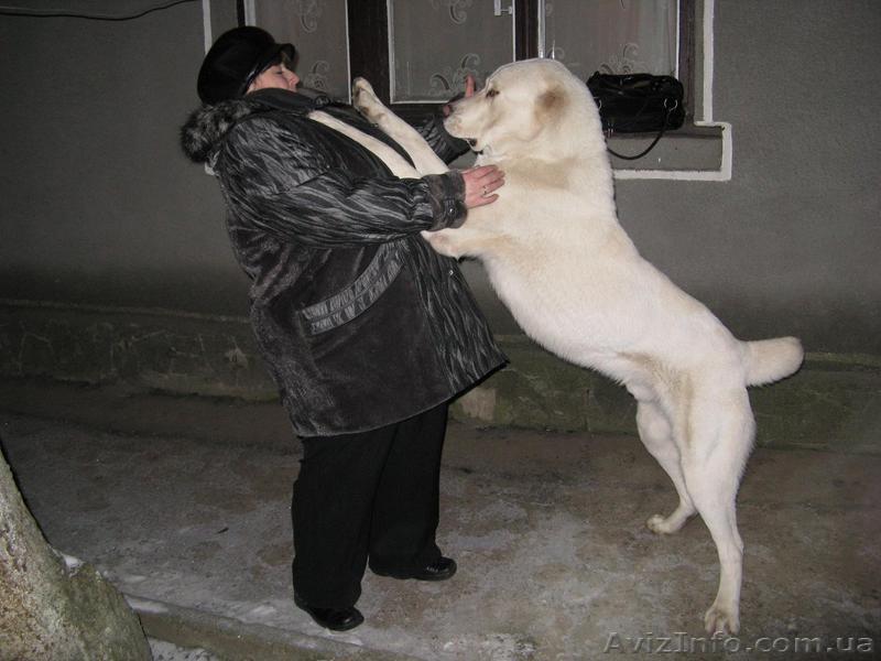 Вязка  Сао  алабай - <ro>Изображение</ro><ru>Изображение</ru> #1, <ru>Объявление</ru> #17192