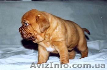 Бордоский дог щенки - <ro>Изображение</ro><ru>Изображение</ru> #1, <ru>Объявление</ru> #12225