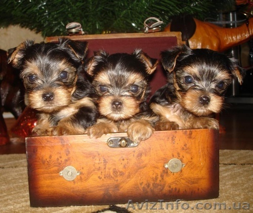 Щенки Йоркширского терьера - <ro>Изображение</ro><ru>Изображение</ru> #1, <ru>Объявление</ru> #22812