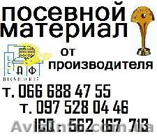 ООО Агрофирма "Песчанская" предлагает качественные семена яровых/озимых - <ro>Изображение</ro><ru>Изображение</ru> #1, <ru>Объявление</ru> #19575