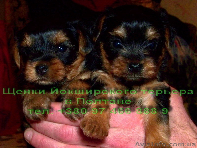 Йоркширские терьеры. - <ro>Изображение</ro><ru>Изображение</ru> #1, <ru>Объявление</ru> #20008