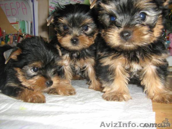 ПРОДАМ  ЩЕНКОВ ЙОРКШИРСКОГО ТЕРЬЕРА!!! - <ro>Изображение</ro><ru>Изображение</ru> #1, <ru>Объявление</ru> #40804