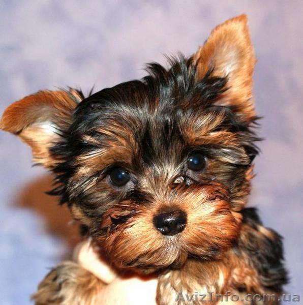 ЙОРК СУПЕР ЩЕНОК МИНИ ПРОДАМ - <ro>Изображение</ro><ru>Изображение</ru> #1, <ru>Объявление</ru> #50274