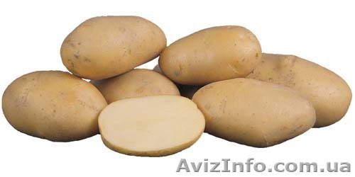 Продам картофель,морковь.свеклу,яблоки - <ro>Изображение</ro><ru>Изображение</ru> #1, <ru>Объявление</ru> #52124