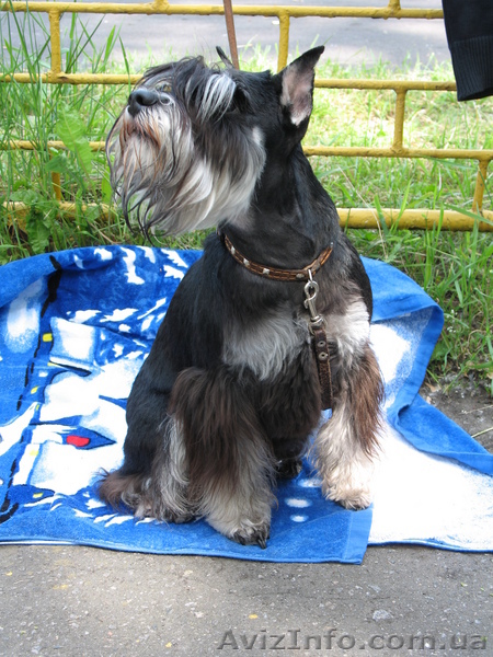 цвергшнауцер щенки - <ro>Изображение</ro><ru>Изображение</ru> #1, <ru>Объявление</ru> #90312