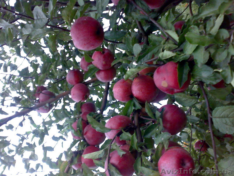 Саженцы плодовых культур - <ro>Изображение</ro><ru>Изображение</ru> #1, <ru>Объявление</ru> #87988