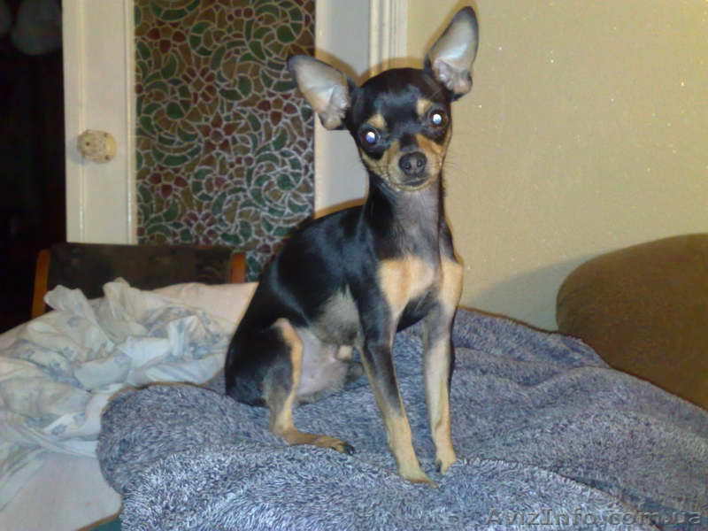 Той-терьерчики карликовые собачки - <ro>Изображение</ro><ru>Изображение</ru> #1, <ru>Объявление</ru> #122366