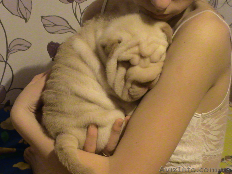 продам щенка шарпея - <ro>Изображение</ro><ru>Изображение</ru> #1, <ru>Объявление</ru> #146949