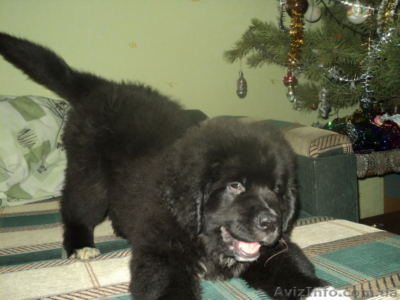 Продам Ньюфаундленд - <ro>Изображение</ro><ru>Изображение</ru> #1, <ru>Объявление</ru> #149737