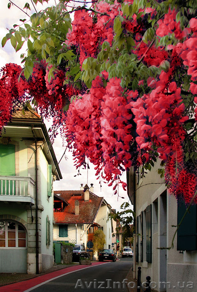 ВИСТЕРИЯ ФЛОРИБУНДА"декоративные растения" - <ro>Изображение</ro><ru>Изображение</ru> #1, <ru>Объявление</ru> #174140