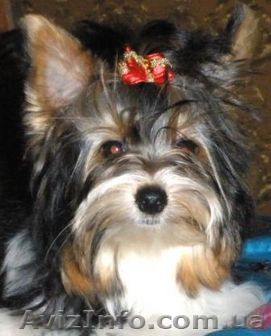 Продам щенка бивер йорка - <ro>Изображение</ro><ru>Изображение</ru> #1, <ru>Объявление</ru> #158079