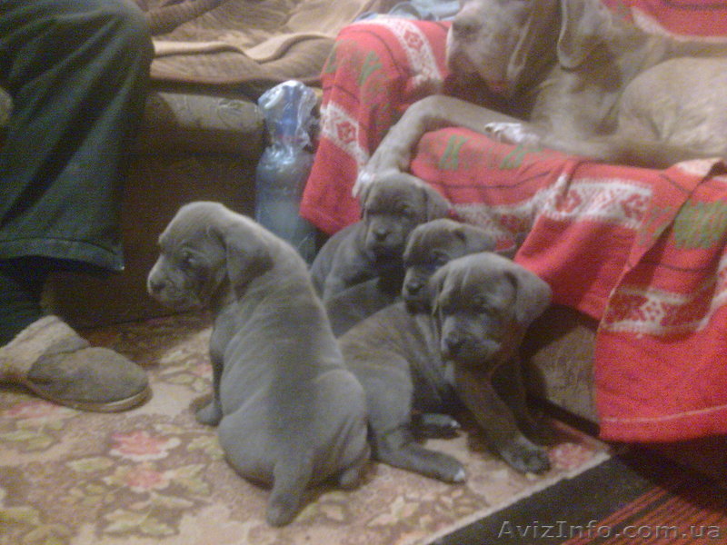 щенки мастино-неополетано (не ополетанский мастиф) - <ro>Изображение</ro><ru>Изображение</ru> #1, <ru>Объявление</ru> #180026