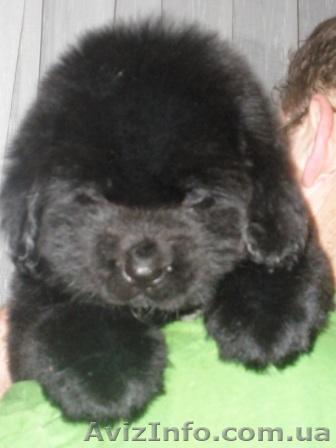 Щенки ньюфаундленда черного окраса - <ro>Изображение</ro><ru>Изображение</ru> #1, <ru>Объявление</ru> #158085