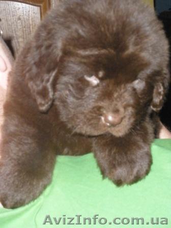 Щенки ньюфаундленда коричневого окраса. - <ro>Изображение</ro><ru>Изображение</ru> #1, <ru>Объявление</ru> #158088