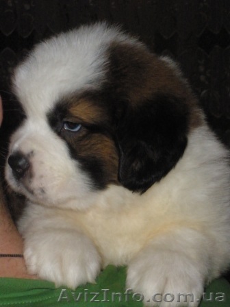 Щенки сенбернара - <ro>Изображение</ro><ru>Изображение</ru> #1, <ru>Объявление</ru> #158083