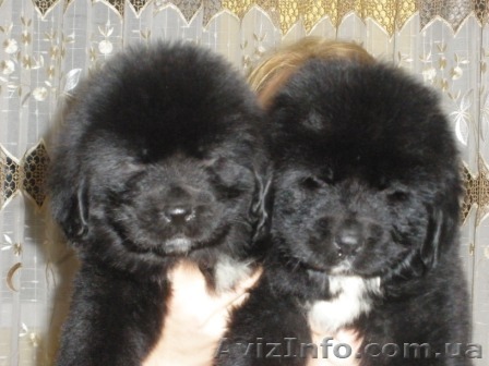 Продам алиментных щенков ньюфаундленда - <ro>Изображение</ro><ru>Изображение</ru> #1, <ru>Объявление</ru> #158078