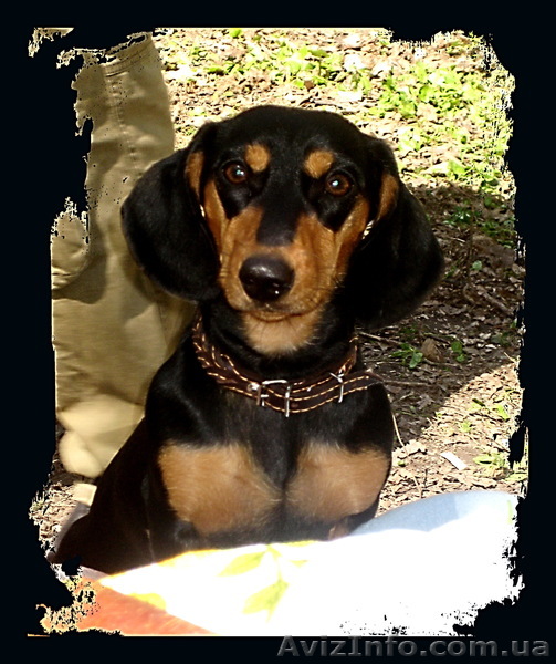 продам щенков черной таксы - <ro>Изображение</ro><ru>Изображение</ru> #1, <ru>Объявление</ru> #273712