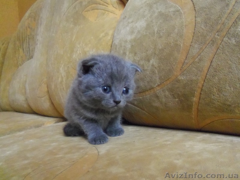 Шотландские плюшки - <ro>Изображение</ro><ru>Изображение</ru> #1, <ru>Объявление</ru> #368138