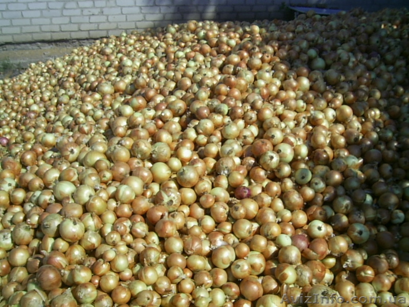 Продам очень крупный лук - <ro>Изображение</ro><ru>Изображение</ru> #1, <ru>Объявление</ru> #384389