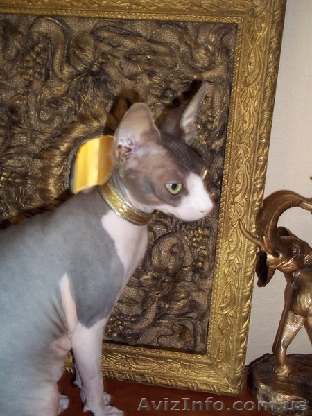 Вязка сфинкс(канадский) - <ro>Изображение</ro><ru>Изображение</ru> #1, <ru>Объявление</ru> #444746