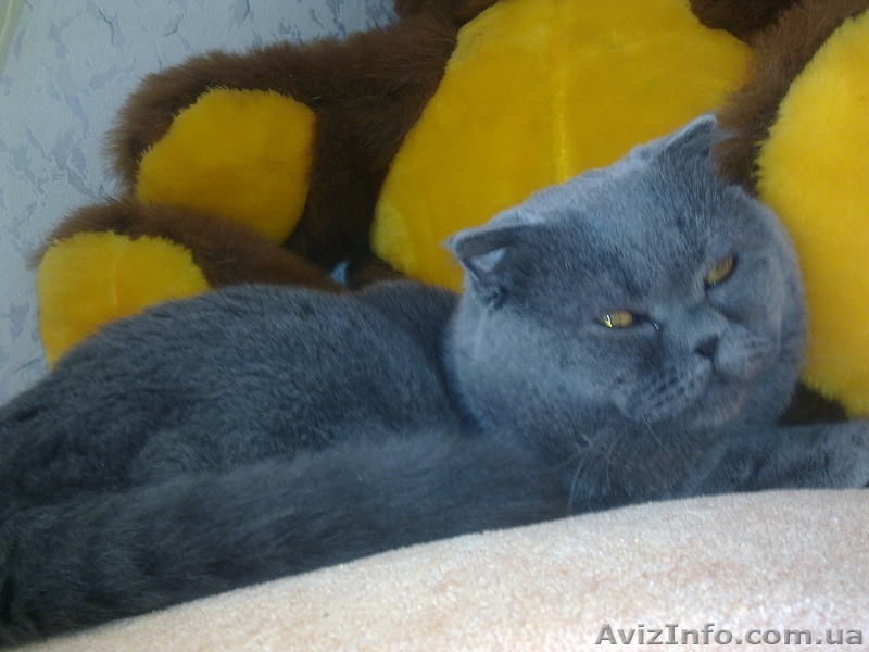 Вязка шотландец - <ro>Изображение</ro><ru>Изображение</ru> #1, <ru>Объявление</ru> #440677