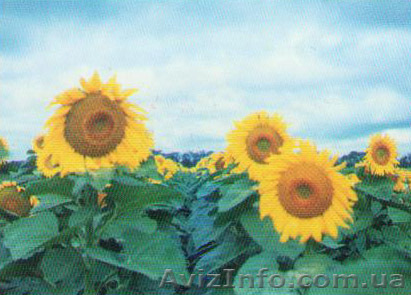 Семена подсолнечника, кукурузы, пшеницы. - <ro>Изображение</ro><ru>Изображение</ru> #1, <ru>Объявление</ru> #469953