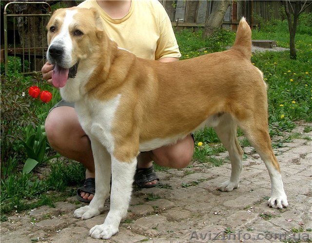 Алиментный щенок САО (алабай) - <ro>Изображение</ro><ru>Изображение</ru> #1, <ru>Объявление</ru> #461952