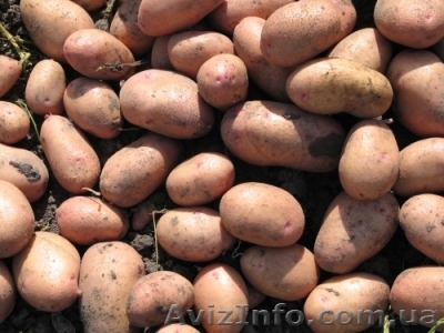 Семенной и крупный картофель - <ro>Изображение</ro><ru>Изображение</ru> #1, <ru>Объявление</ru> #464045