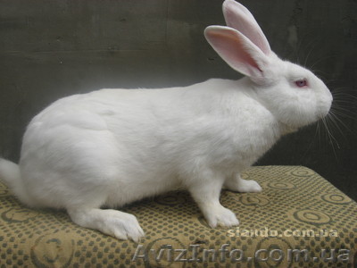 Продам кролей в живом весе на разведение - <ro>Изображение</ro><ru>Изображение</ru> #1, <ru>Объявление</ru> #495482