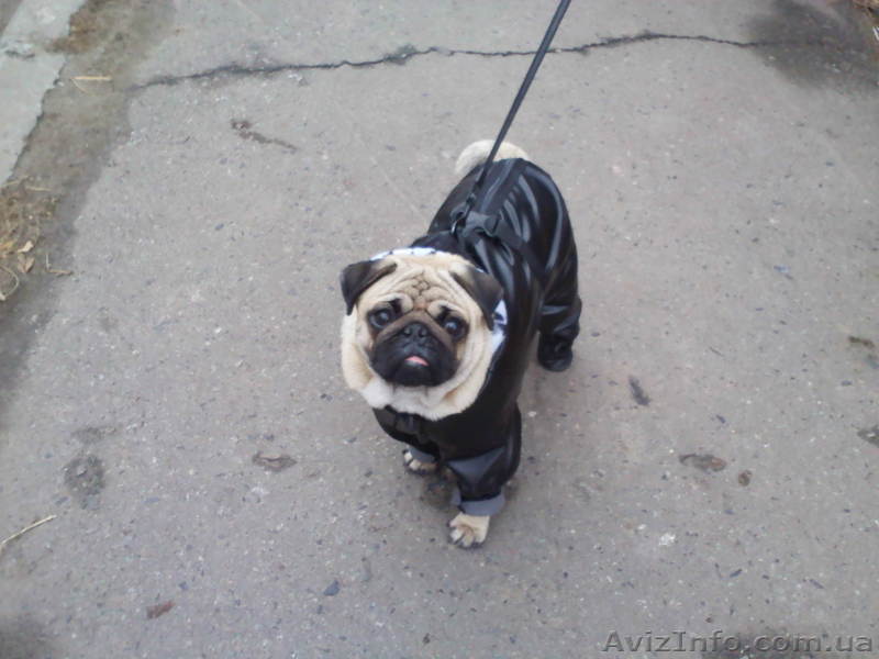 Мопсик приглашает девочек на вязку, - <ro>Изображение</ro><ru>Изображение</ru> #1, <ru>Объявление</ru> #502224