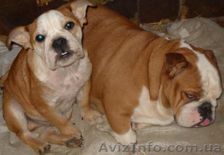 Щенок  Английского бульдога - <ro>Изображение</ro><ru>Изображение</ru> #1, <ru>Объявление</ru> #486482