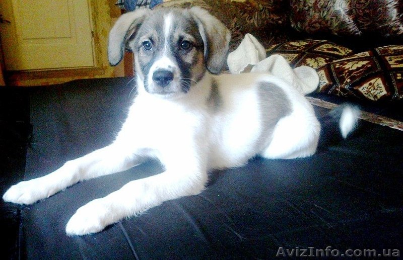 Отдается щенок (девочка) 7 месяцев,среднего размера.  - <ro>Изображение</ro><ru>Изображение</ru> #1, <ru>Объявление</ru> #581481