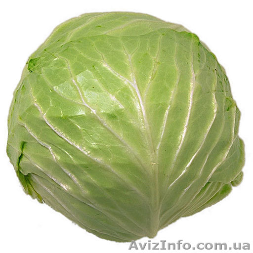 Продам Капусту НЕДОРОГО - <ro>Изображение</ro><ru>Изображение</ru> #1, <ru>Объявление</ru> #577487
