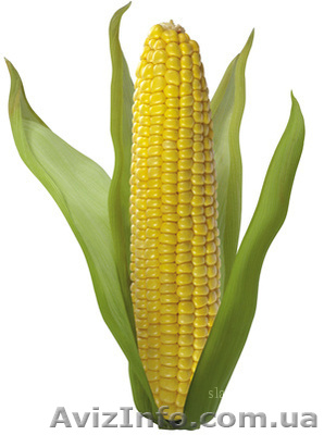 Продажа посевного материала  - <ro>Изображение</ro><ru>Изображение</ru> #1, <ru>Объявление</ru> #571526