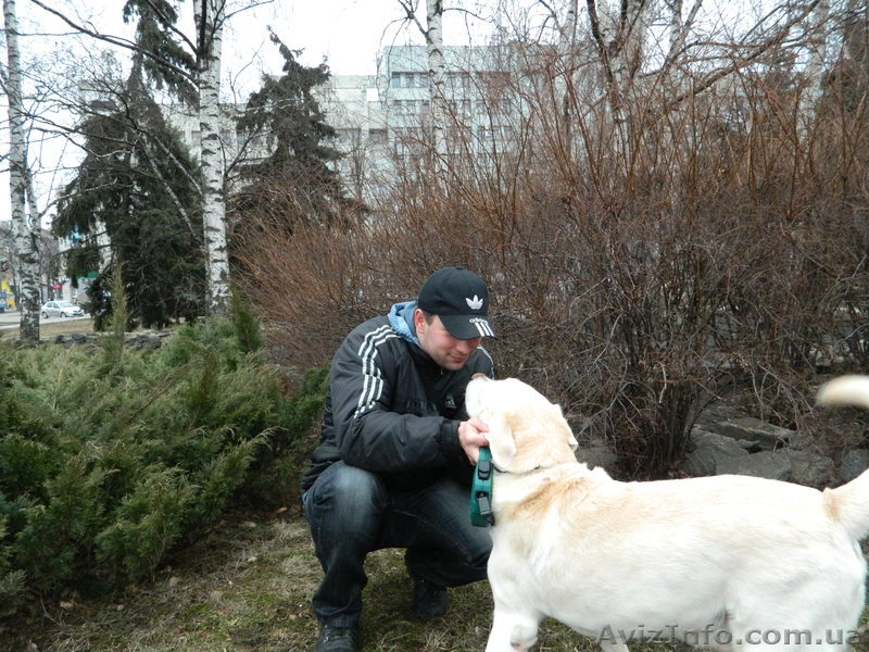 выгул и уход за собаками - <ro>Изображение</ro><ru>Изображение</ru> #1, <ru>Объявление</ru> #612992