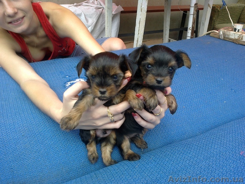 продам щеночков  йорка - <ro>Изображение</ro><ru>Изображение</ru> #1, <ru>Объявление</ru> #755065