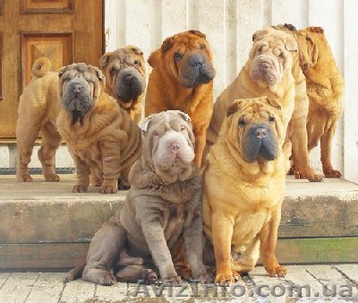 срочно продам очаровательных шарпеев - <ro>Изображение</ro><ru>Изображение</ru> #1, <ru>Объявление</ru> #776529