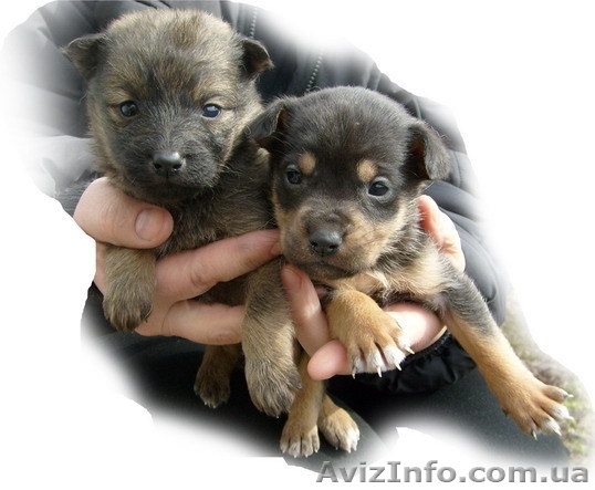 Щенки-дворняжки - <ro>Изображение</ro><ru>Изображение</ru> #1, <ru>Объявление</ru> #772982
