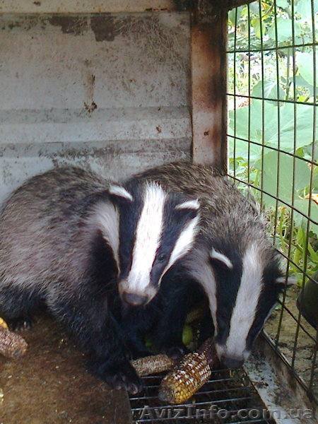 Продам барсуков  - <ro>Изображение</ro><ru>Изображение</ru> #1, <ru>Объявление</ru> #789792