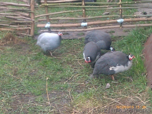 продам цесарок. цена договорная - <ro>Изображение</ro><ru>Изображение</ru> #1, <ru>Объявление</ru> #816605