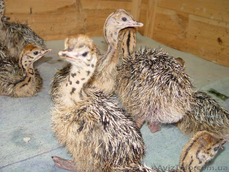 Продаются страусята - <ro>Изображение</ro><ru>Изображение</ru> #1, <ru>Объявление</ru> #842459