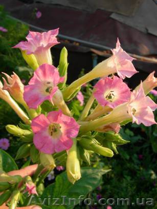 Продажа Семечек Трубочно-Сигаретного Курительного Табака  - <ro>Изображение</ro><ru>Изображение</ru> #1, <ru>Объявление</ru> #861438