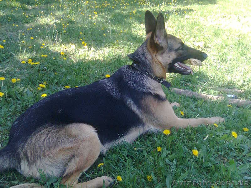 В связи с переездом срочно продается немецкая овчарка, 1 год, девочка. - <ro>Изображение</ro><ru>Изображение</ru> #1, <ru>Объявление</ru> #897047