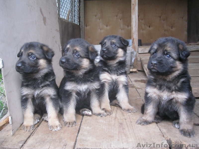 Trianta-Gertruda Kantor - <ro>Изображение</ro><ru>Изображение</ru> #1, <ru>Объявление</ru> #900049