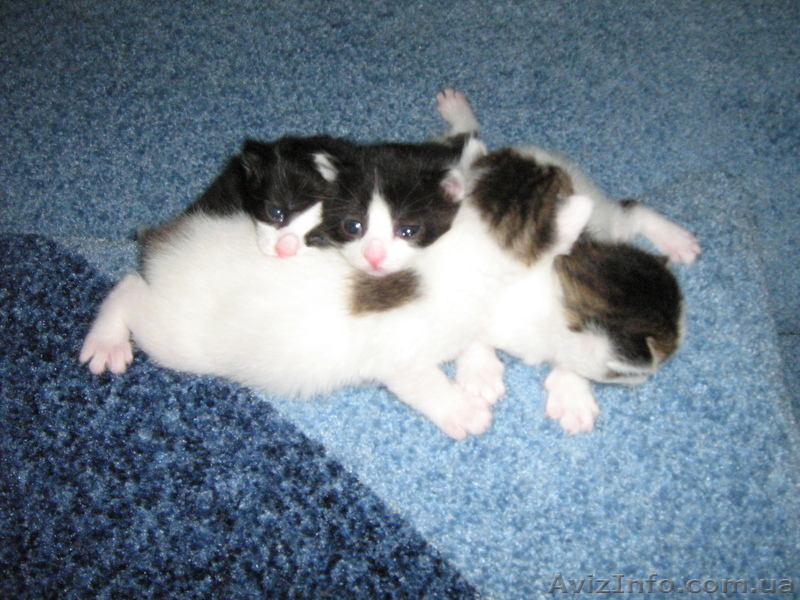 Отдам в добрые руки котенка норвежской лесной кошки - <ro>Изображение</ro><ru>Изображение</ru> #1, <ru>Объявление</ru> #919852