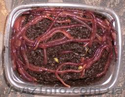    Продам красного  калифорнийского червя для рыбалки  - <ro>Изображение</ro><ru>Изображение</ru> #1, <ru>Объявление</ru> #911758