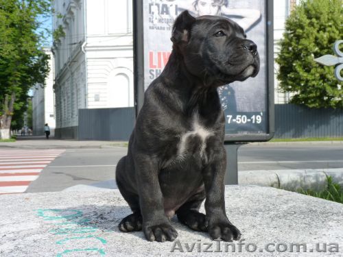 Щенок кане корсо - <ro>Изображение</ro><ru>Изображение</ru> #1, <ru>Объявление</ru> #917905