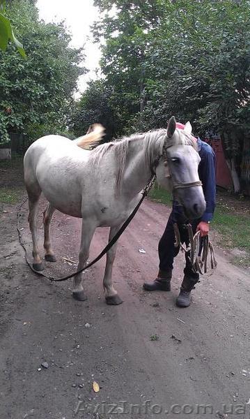 Продам кобилу та віз - <ro>Изображение</ro><ru>Изображение</ru> #1, <ru>Объявление</ru> #931157