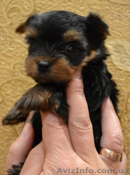 Йоркширские терьеры в хорошие руки - <ro>Изображение</ro><ru>Изображение</ru> #1, <ru>Объявление</ru> #982973